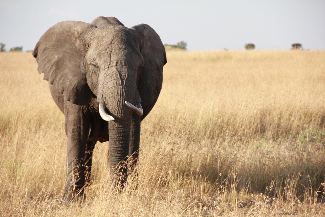 Dramblys, Afrika, Tanzanija, Serengeti, Laukinė Gamta, Safari, Nacionalinis, Savanna, Gyvūnas, Žinduolis