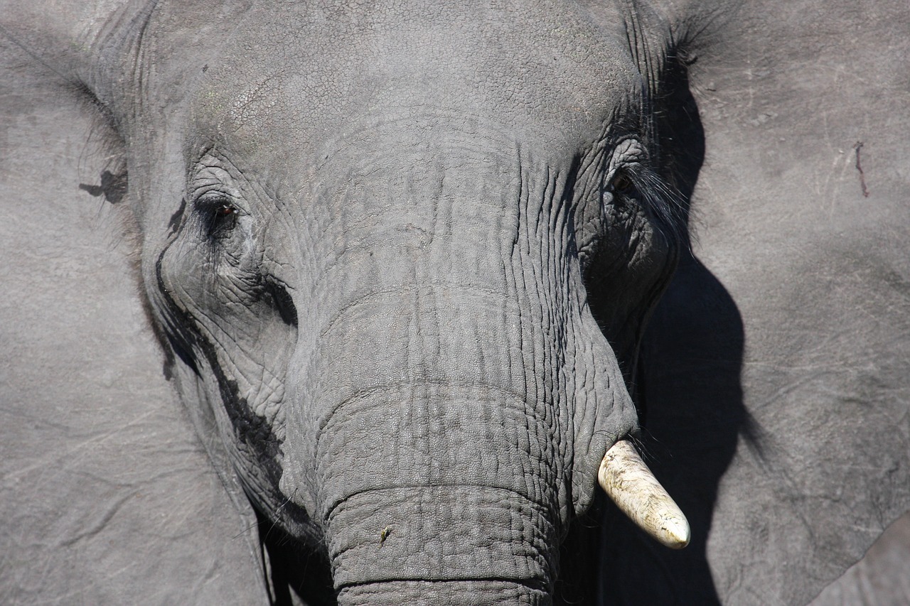 Dramblys, Afrika, Afrikos Dramblys, Tusks, Gamta, Laukiniai, Drambliai, Laukinė Gamta, Dideli Penki, Nemokamos Nuotraukos