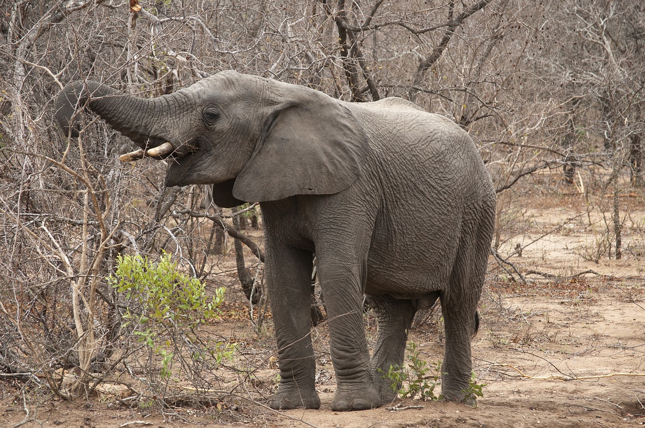 Dramblys, Afrika, Kruger Parkas, Pietų Afrika, Gyvūnai, Aplinka, Miškas, Laukinė Gamta, Gamta, Medis