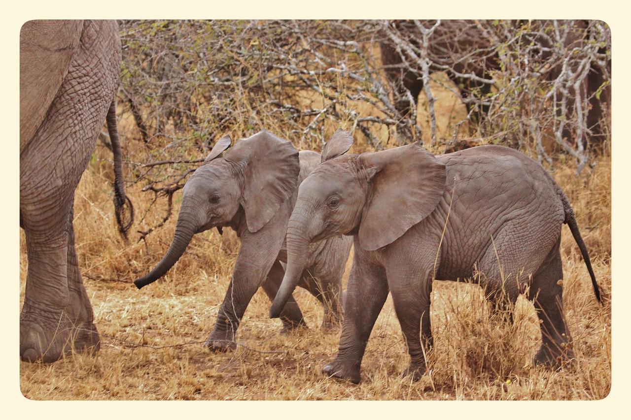 Dramblys, Dramblys Šeima, Drambliai, Serengečio Nacionalinis Parkas, Tanzanija, Afrika, Laukiniai, Gamta, Laukinė Gamta, Gyvūnai