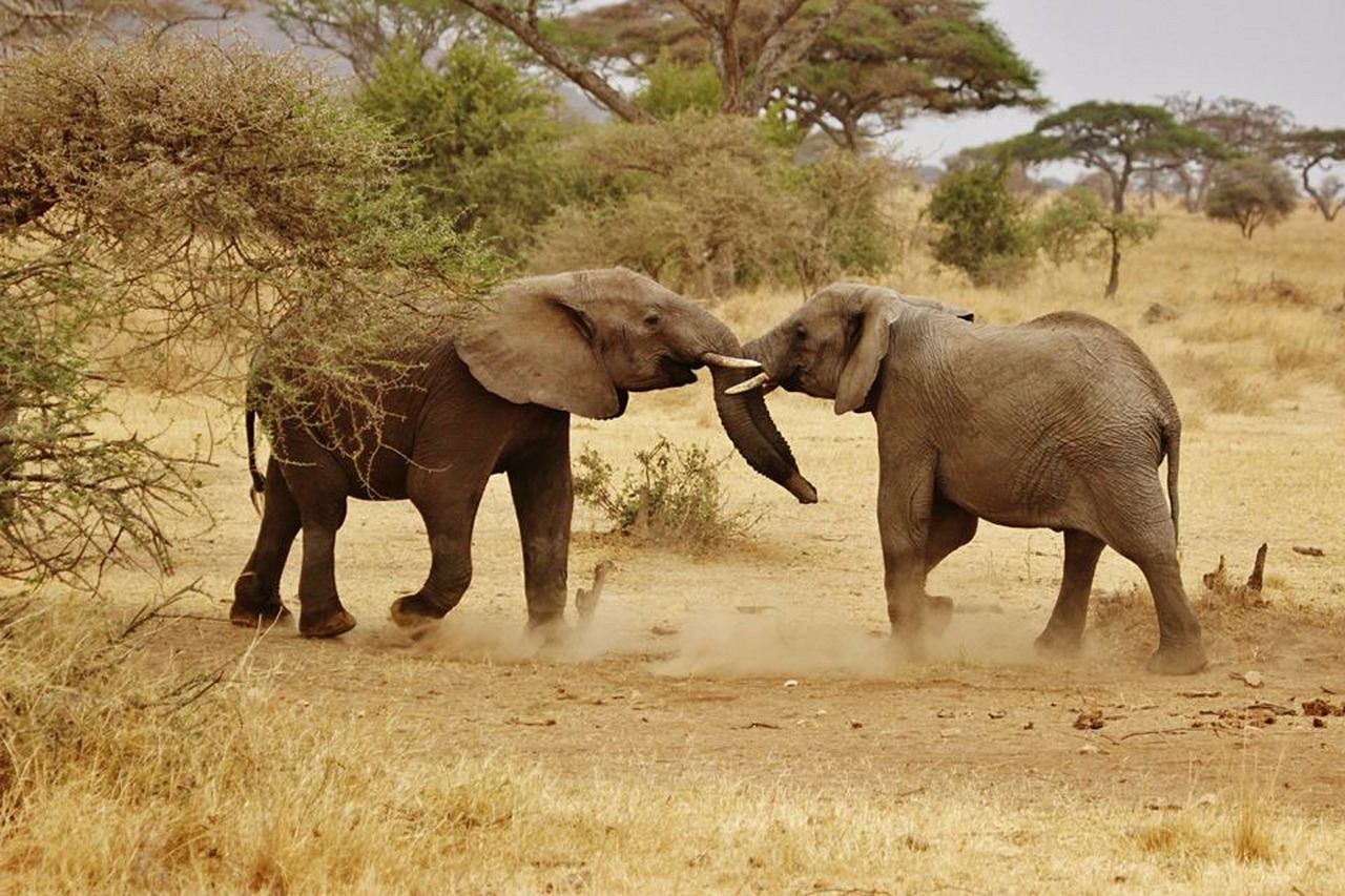 Dramblys, Dramblys Šeima, Serengečio Nacionalinis Parkas, Afrika, Tanzanija, Safari, Serengeti, Gyvūnai, Žinduolis, Gamtos Serengetis