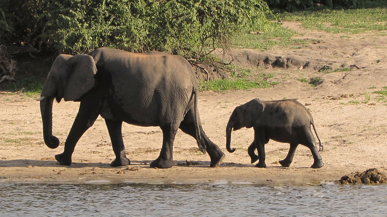 Dramblys Šeima, Botsvana, Chobe, Jaunasis Dramblys, Dramblys, Dramblio Veršelis, Vandens Dramblys, Upė, Afrika, Okavango