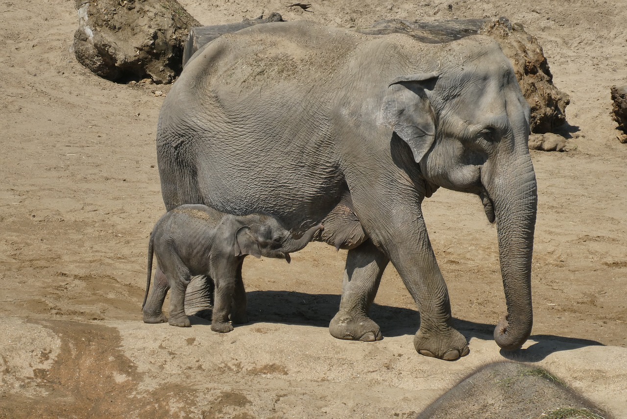 Dramblys Su Berniuku,  Jauna Dramblys,  Zoo,  Planckendael,  Belgija,  Žinduoliai,  Dramblys,  Žinduolis,  Babyolifant,  Pilka