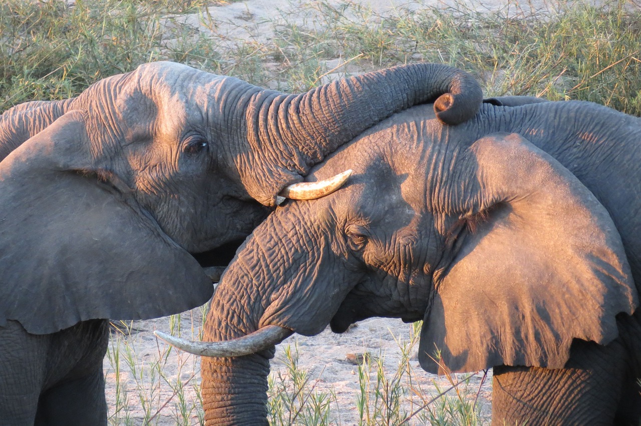 Drambliai, Šurmuliuoti, Saulėlydis, Pietų Afrika, Kruger, Nemokamos Nuotraukos,  Nemokama Licenzija