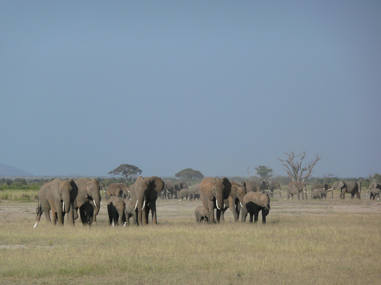 Drambliai, Šeima, Laukinė Gamta, Afrikos, Kenya, Laukiniai, Didelis, Žinduolis, Gyvūnas, Safari