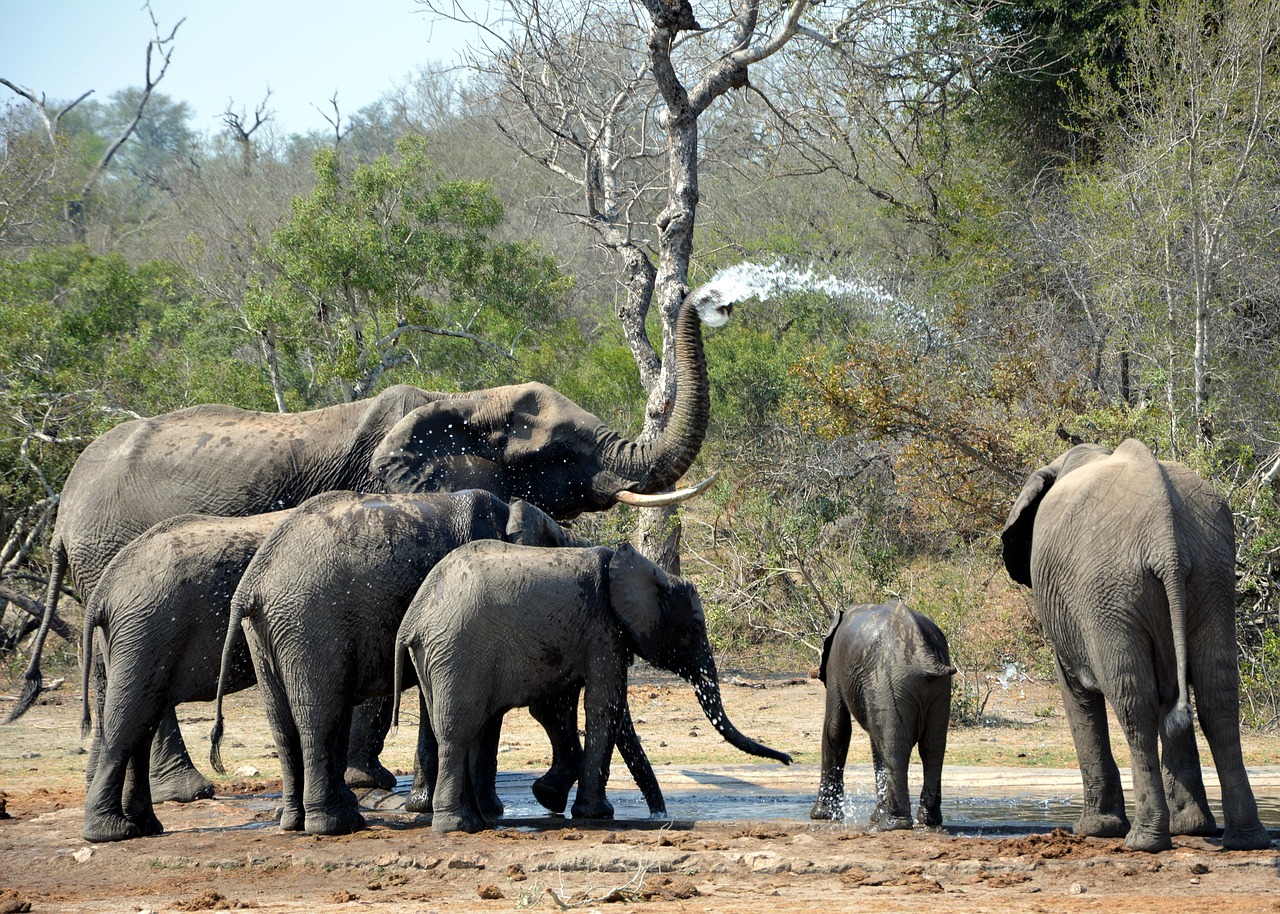 Drambliai, Žaisti Purvoje, Kruger Parkas, Pietų Afrika, Nemokamos Nuotraukos,  Nemokama Licenzija