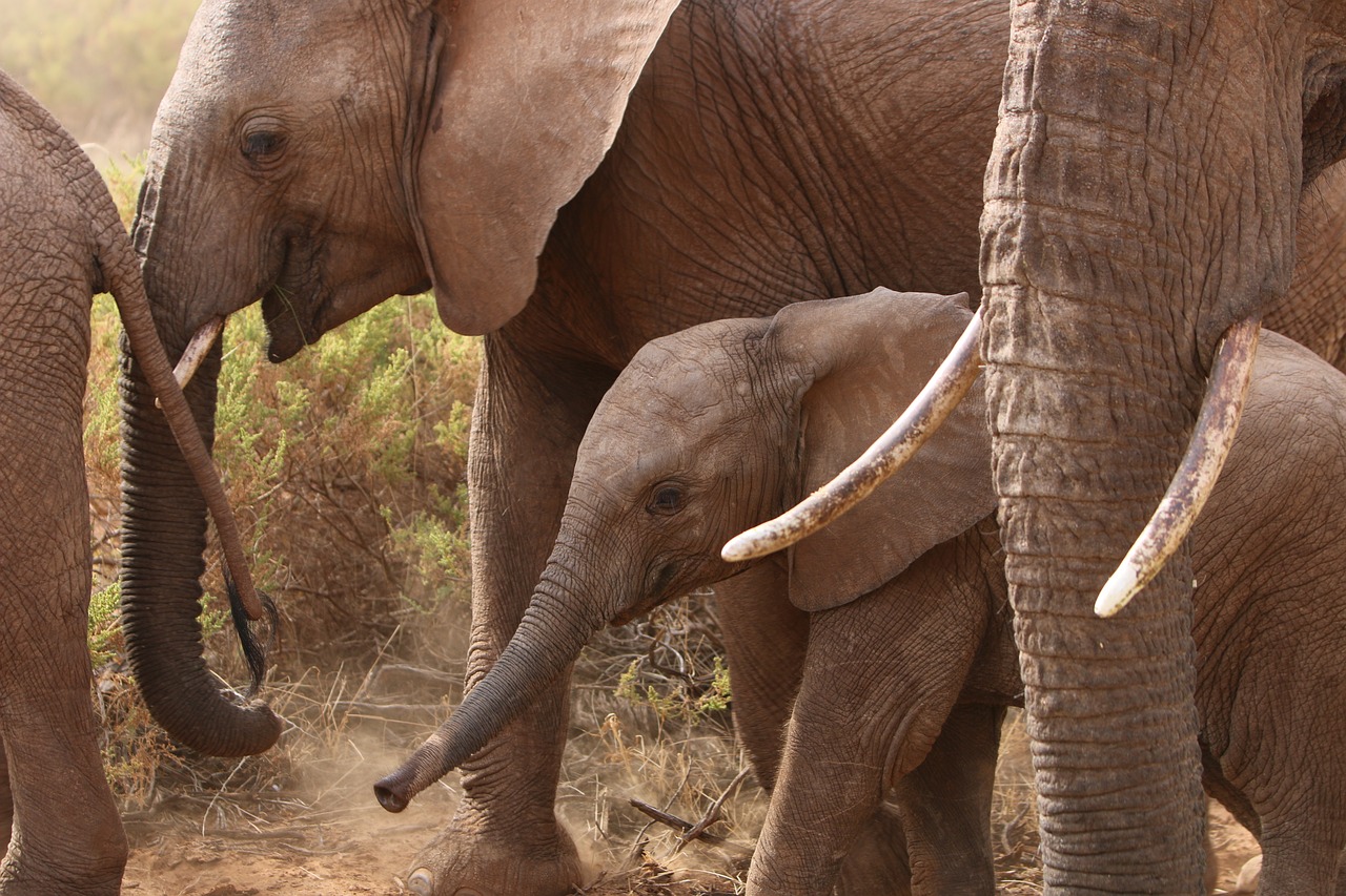 Drambliai, Afrika, Gamta, Nemokamos Nuotraukos,  Nemokama Licenzija