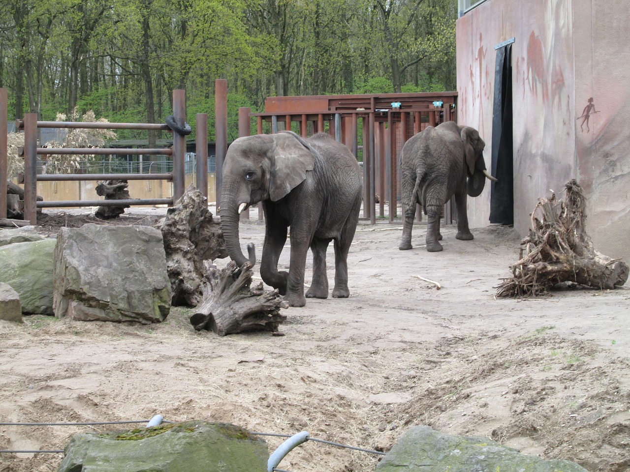 Drambliai, Zoologijos Sodas, Gyvūnai, Pilka, Žinduolis, Dramblys, Nemokamos Nuotraukos,  Nemokama Licenzija