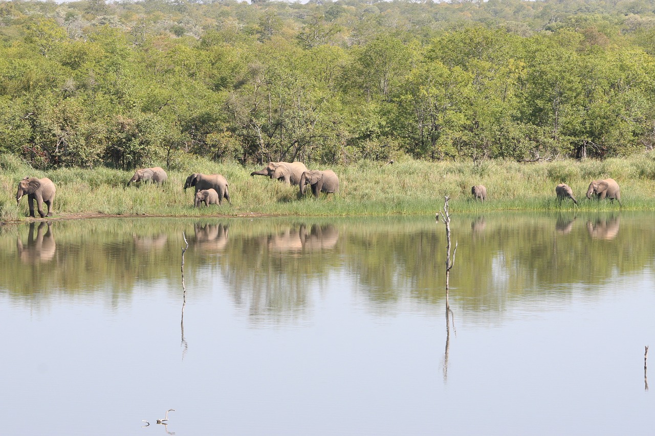 Drambliai, Pietų Afrika, Safari, Dramblys Šeima, Kruger Parkas, Ežeras, Nemokamos Nuotraukos,  Nemokama Licenzija