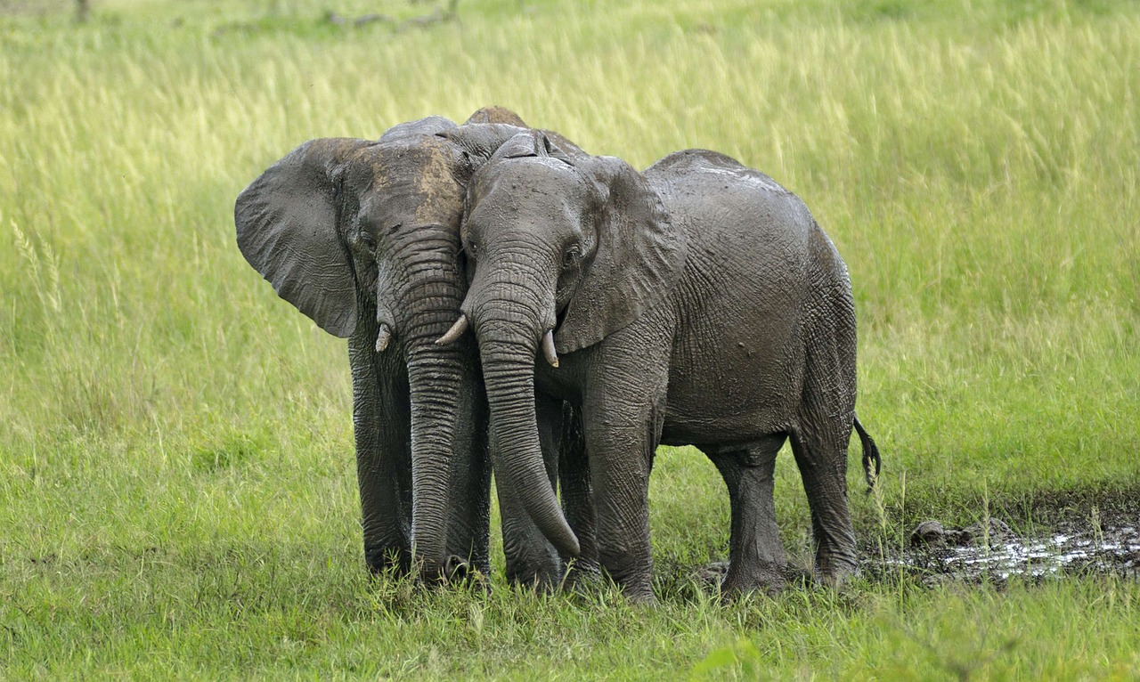 Drambliai, Purvas, Dramblio Kaulas, Savana, Vandens Skylė, Etosha, Didelis, Apsauga, Į Pietus, Bagažinė