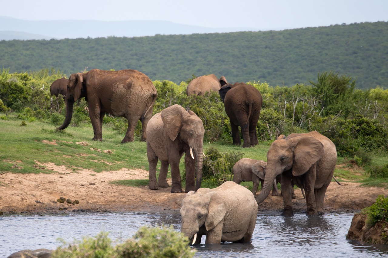 Drambliai, Maudytis, Laukinė Gamta, Addo, Pietų Afrika, Vanduo, Žolė, Medžiai, Nemokamos Nuotraukos,  Nemokama Licenzija