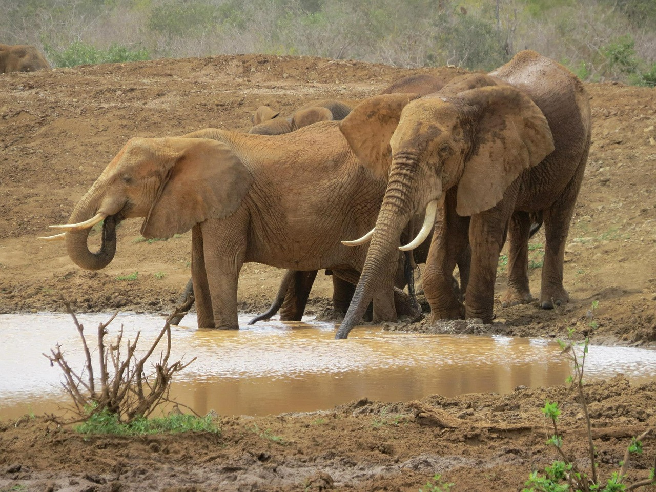 Drambliai, Gyvūnas, Bagažinė, Afrika, Žinduolis, Laukinė Gamta, Gamta, Laukiniai, Safari, Afrikos