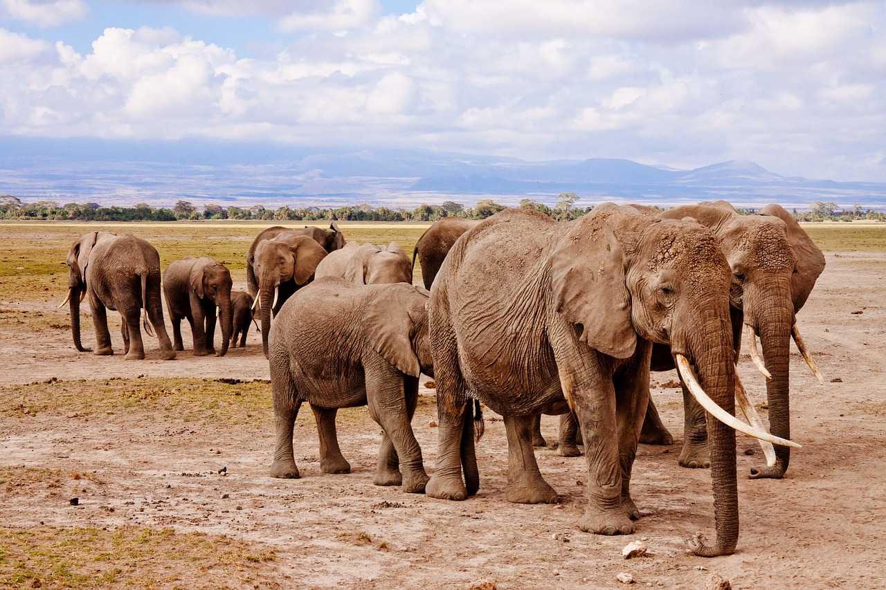 Drambliai, Afrika, Amboseli, Gyvūnas, Safari, Nacionalinis Parkas, Kenya, Laukinė Gamta, Laukiniai, Žinduoliai