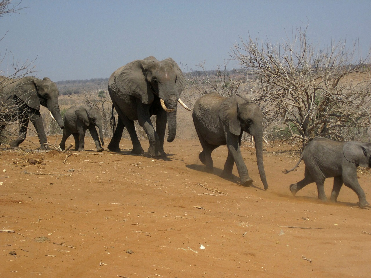 Drambliai, Šeima, Grupė, Gyvūnai, Bėgimas, Vaikščioti, Botsvana, Afrika, Safari, Nemokamos Nuotraukos