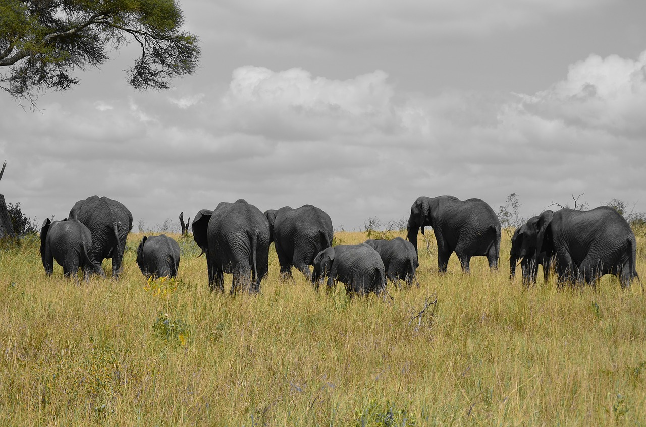 Drambliai, Tanzanija, Afrika, Eilutė, Gamta, Kūdikio Dramblys, Žalias, Tamsus Oras, Nemokamos Nuotraukos,  Nemokama Licenzija