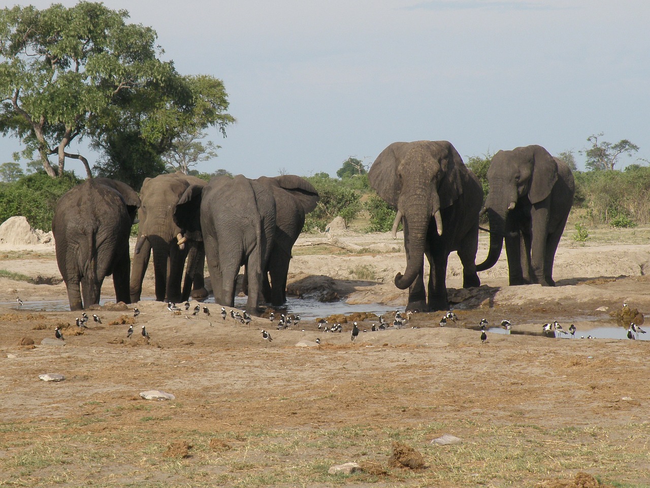 Drambliai, Laukiniai, Laukinė Gamta, Gyvūnas, Bandas, Vandens Skylė, Džiunglės, Okavango Delta, Botsvana, Afrika
