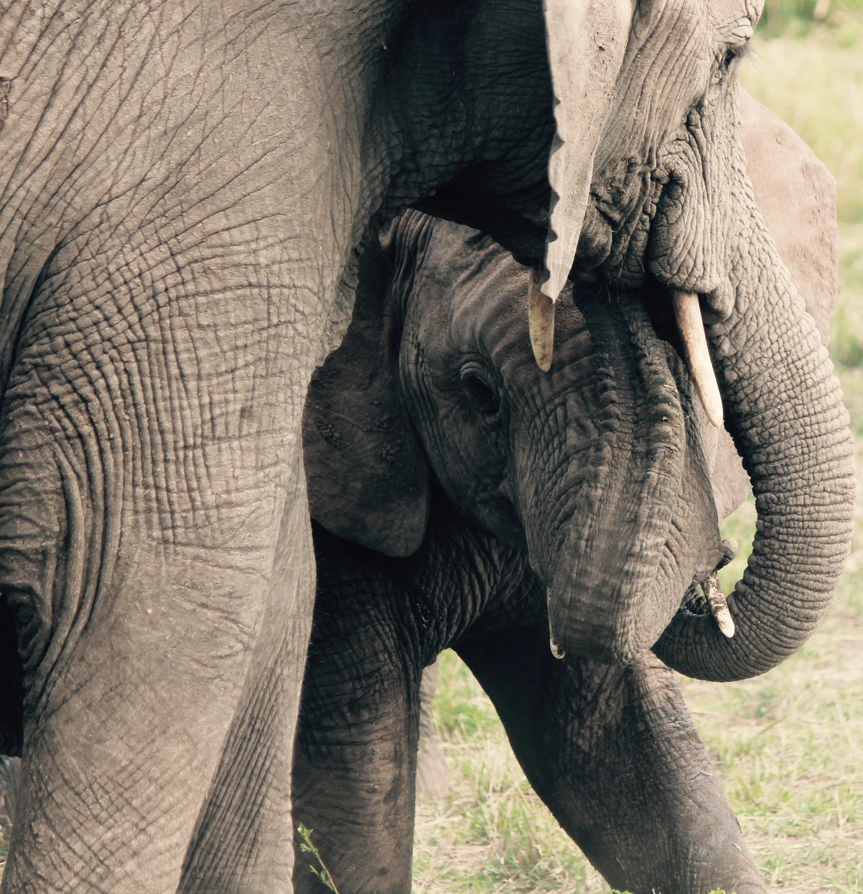 Drambliai, Motina, Gyvūnai, Laukinė Gamta, Kūdikis, Safari, Afrika, Tusks, Kartu, Nemokamos Nuotraukos