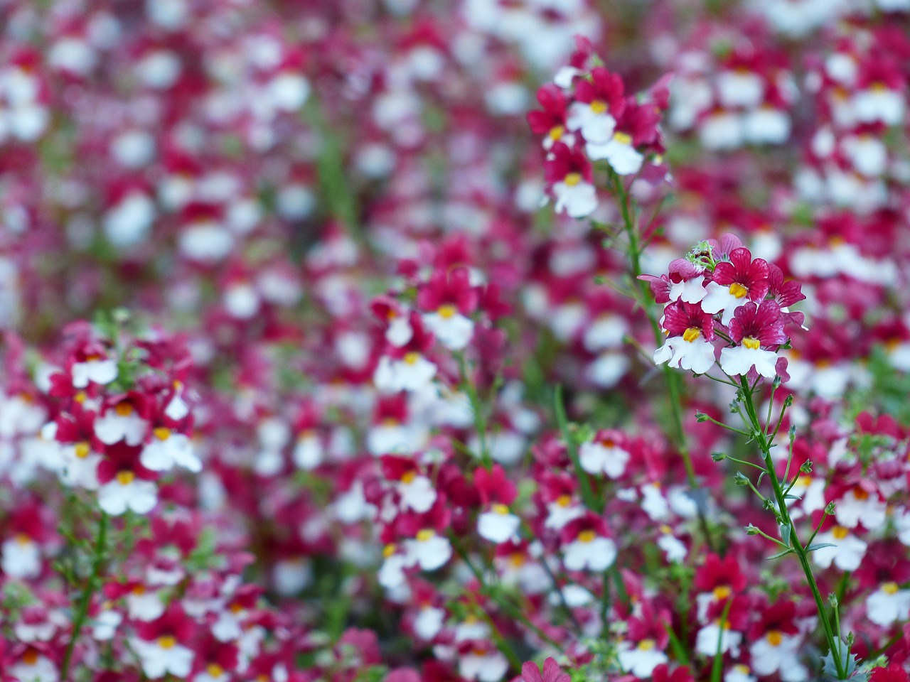 Elfas Veidrodis, Žiedas, Žydėti, Gėlė, Raudona, Balta, Balkonų Gamykla, Konteinerių Gamykla, Nemesia Sunsatia, Nemesia