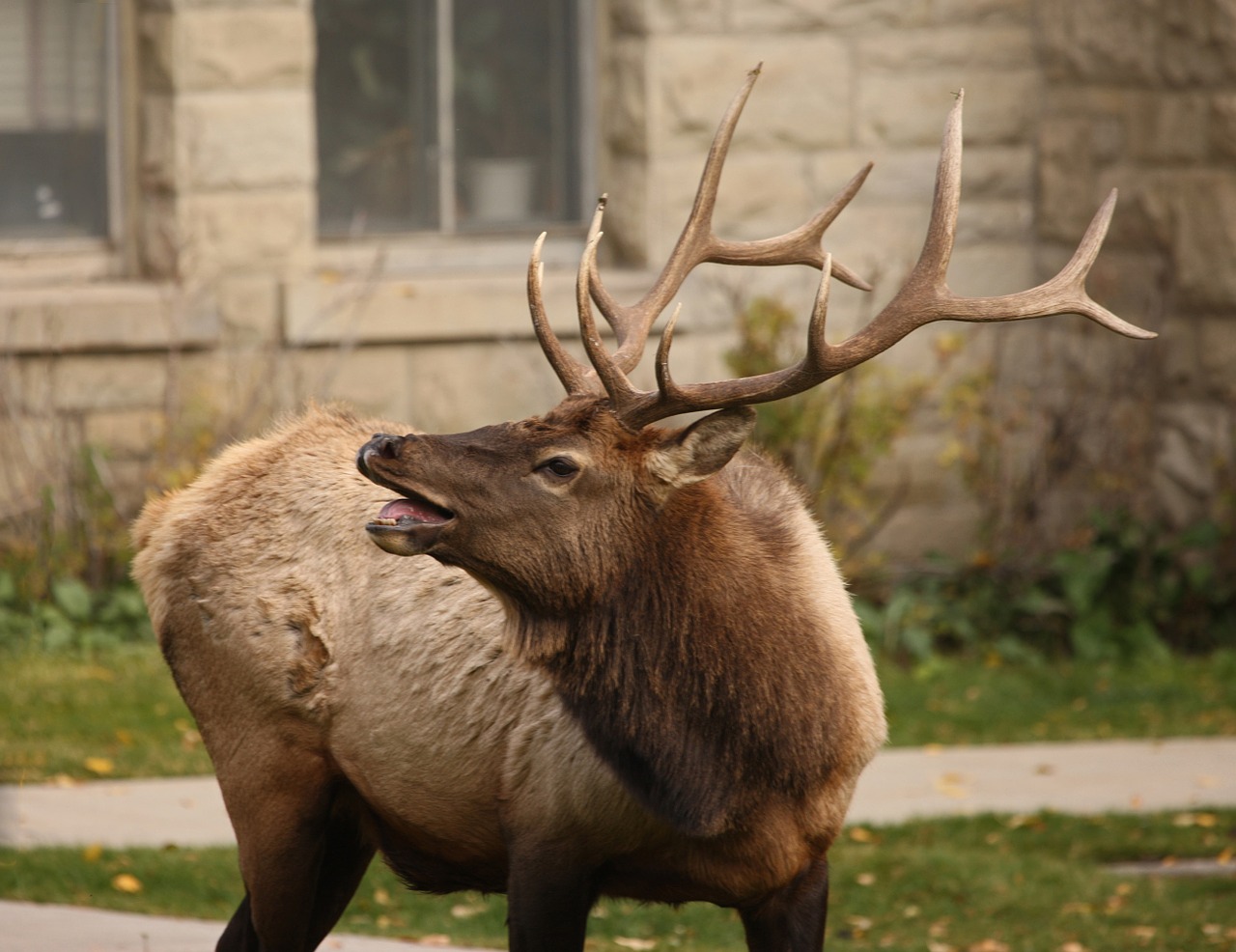 Elnelis, Bulius, Laukinė Gamta, Gamta, Portretas, Antlers, Lauke, Bugling, Žiūri, Nemokamos Nuotraukos