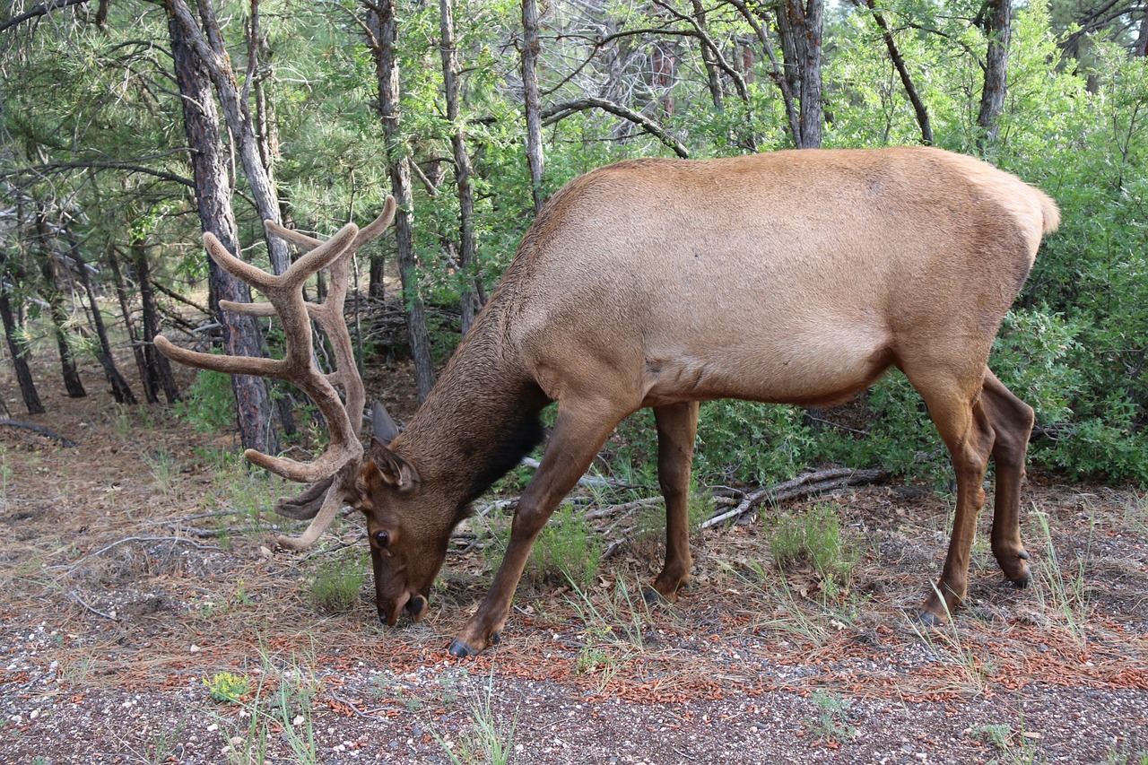 Elnelis, Kanjonas, Gyvūnas, Laukinė Gamta, Gamta, Miškas, Laukiniai, Parkas, Nacionalinis, Arizona