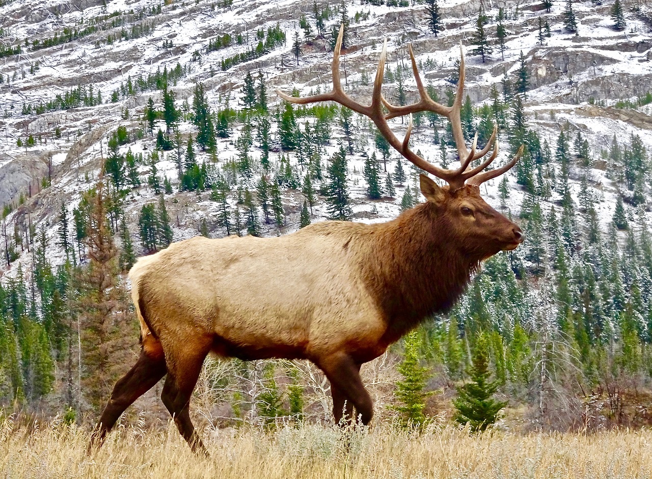 Elnelis, Bulius, Patinas, Laukinė Gamta, Antlers, Laukiniai, Gamta, Nemokamos Nuotraukos,  Nemokama Licenzija