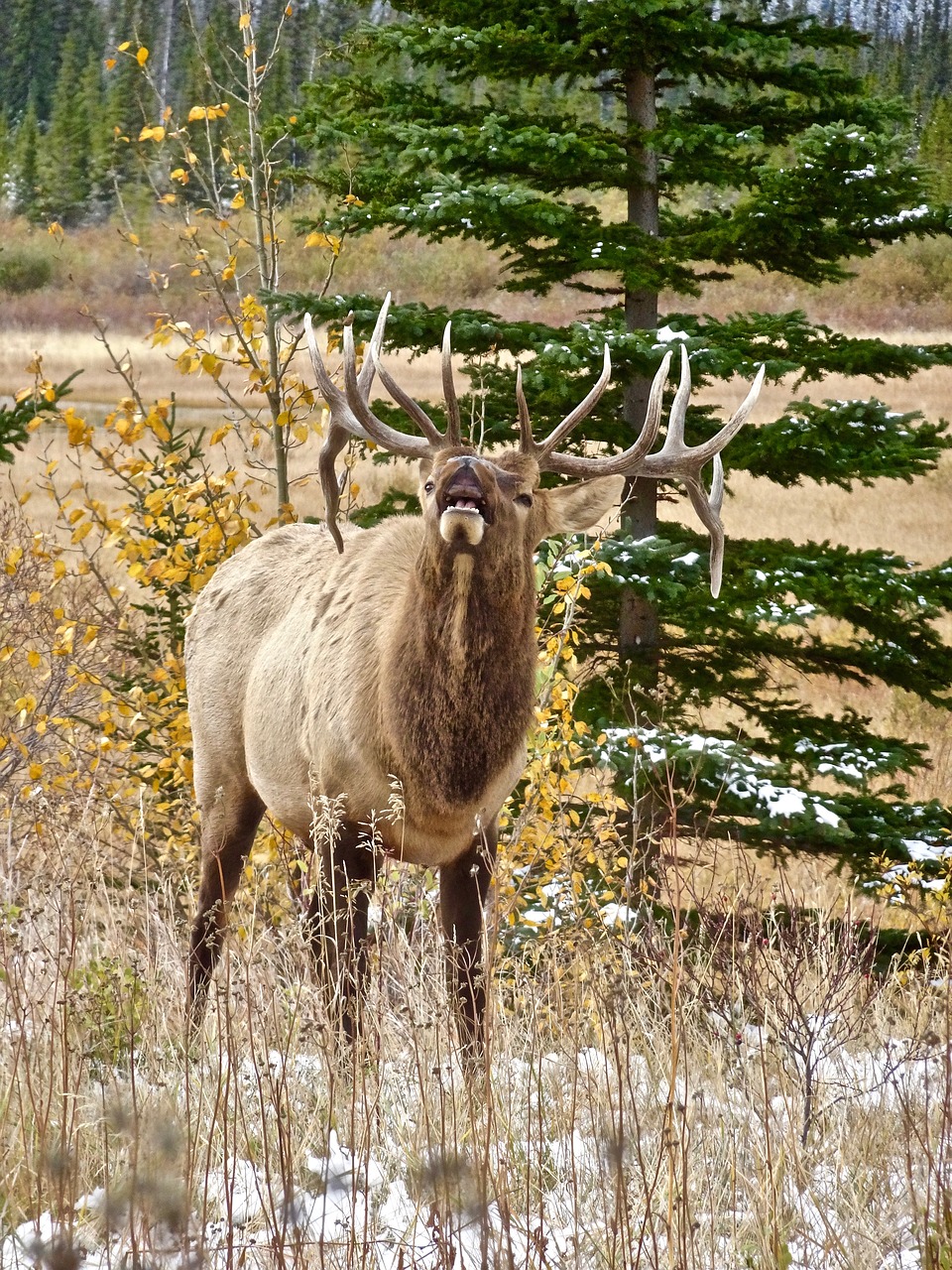 Elnelis, Ežeras, Antlers, Skambinti, Laukinė Gamta, Kanada, Patinas, Natūralus, Nemokamos Nuotraukos,  Nemokama Licenzija