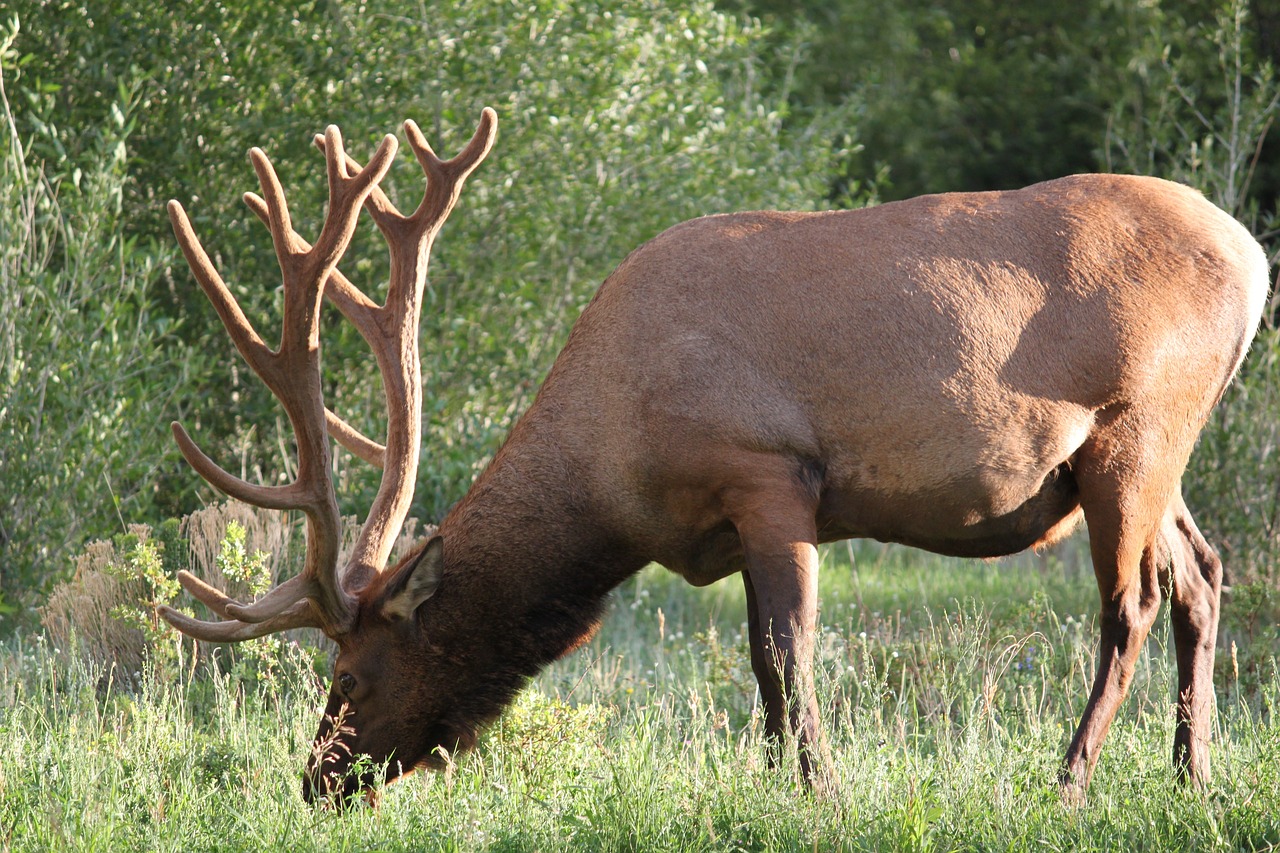 Elnelis, Gamta, Colorado, Nemokamos Nuotraukos,  Nemokama Licenzija