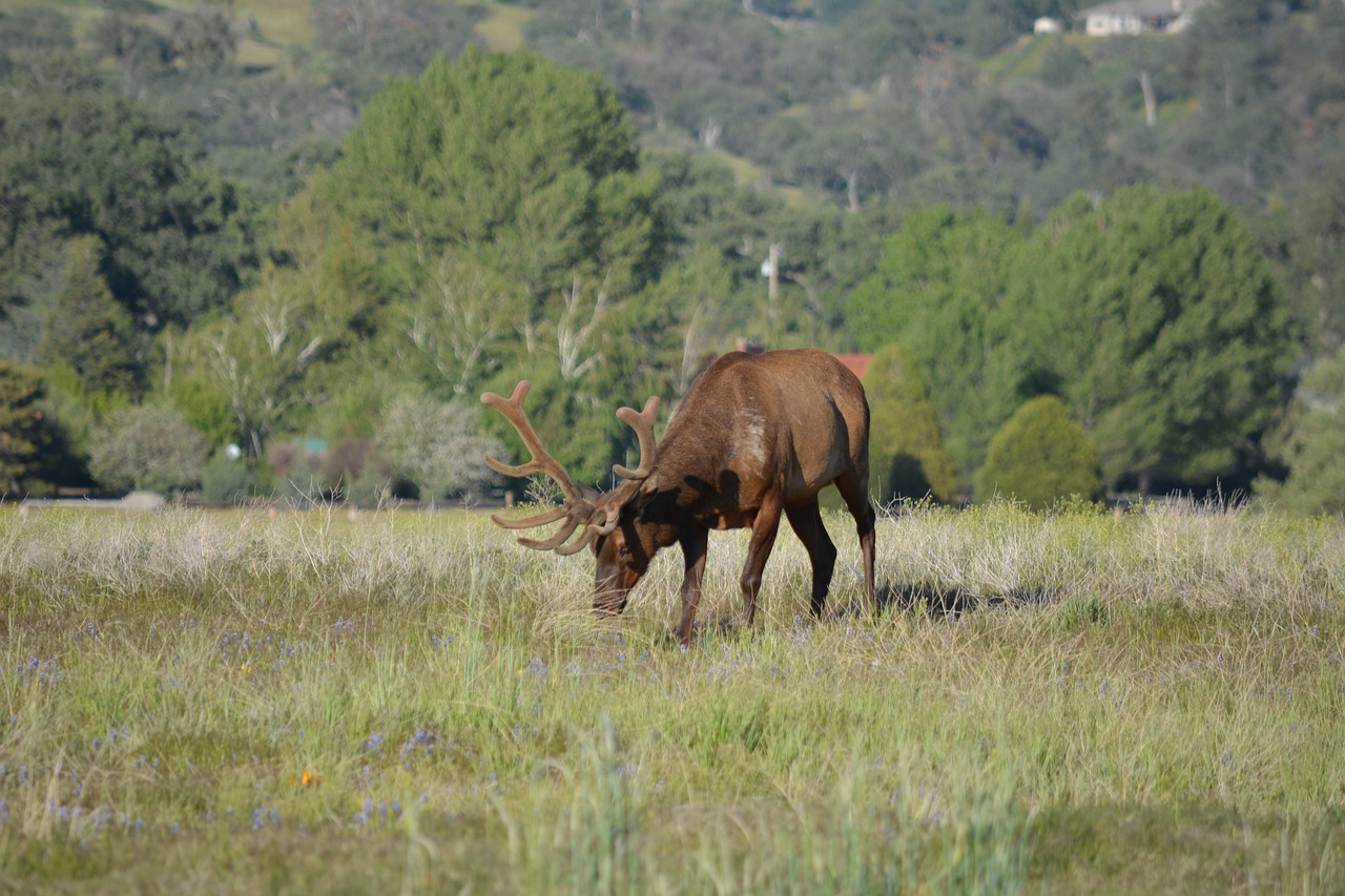 Elnelis, Antlers, Laukinė Gamta, Patinas, Žolė, Medžioti, Gyvūnas, Žinduolis, Ruda, Didelis