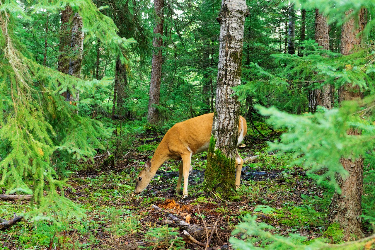 Elnelis, Miškas, Laukinė Gamta, Gamta, Medis, Mediena, Gyvūnas, Nemokamos Nuotraukos,  Nemokama Licenzija