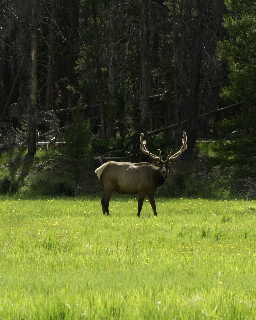 Elk,  Bull,  Velvet,  Akmenuotas,  Kalnų,  Pilietis,  Parkas,  Koloradas, Nemokamos Nuotraukos,  Nemokama Licenzija
