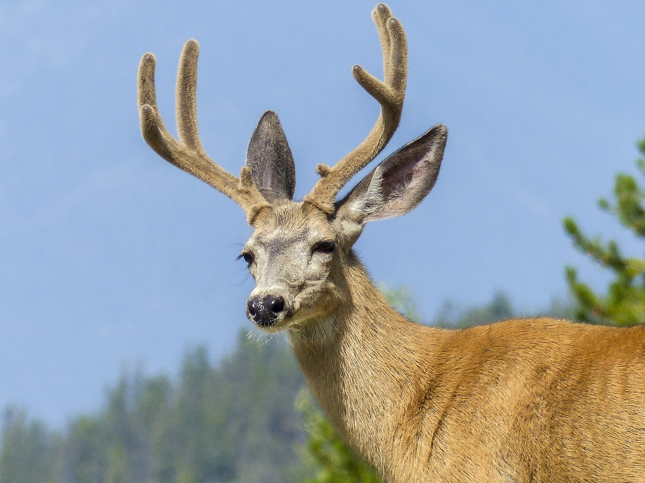 Elnelis, Laukinė Gamta, Gamta, Gyvūnas, Antlers, Žinduolis, Buck, Kalnas, Patinas, Laukiniai