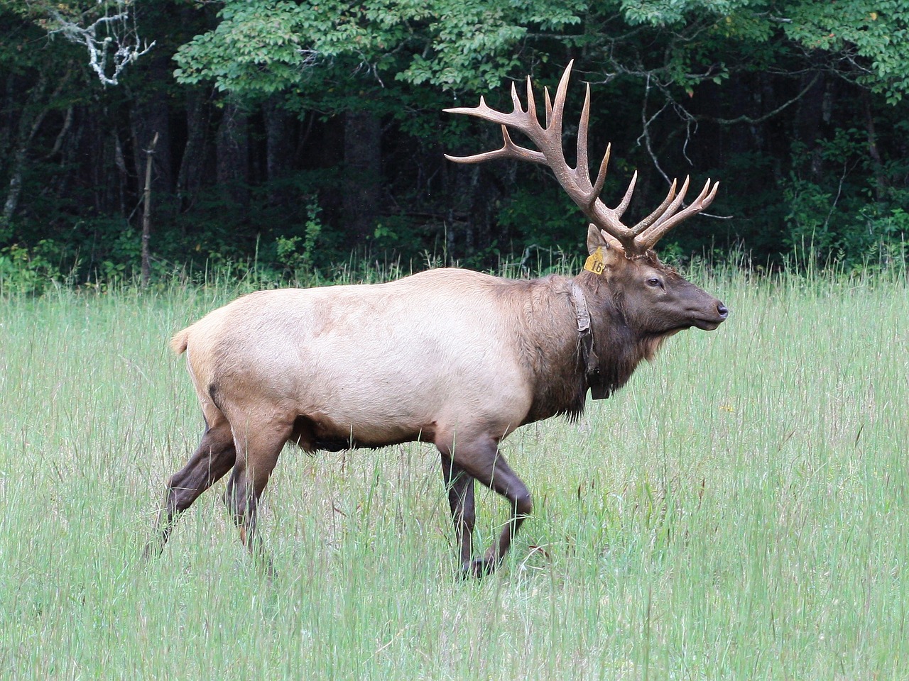 Elnelis,  Bulius,  Laukinė Gamta,  Gamta,  Patinas,  Lauke,  Parkas,  Amerikietis,  Stovas,  Antlers