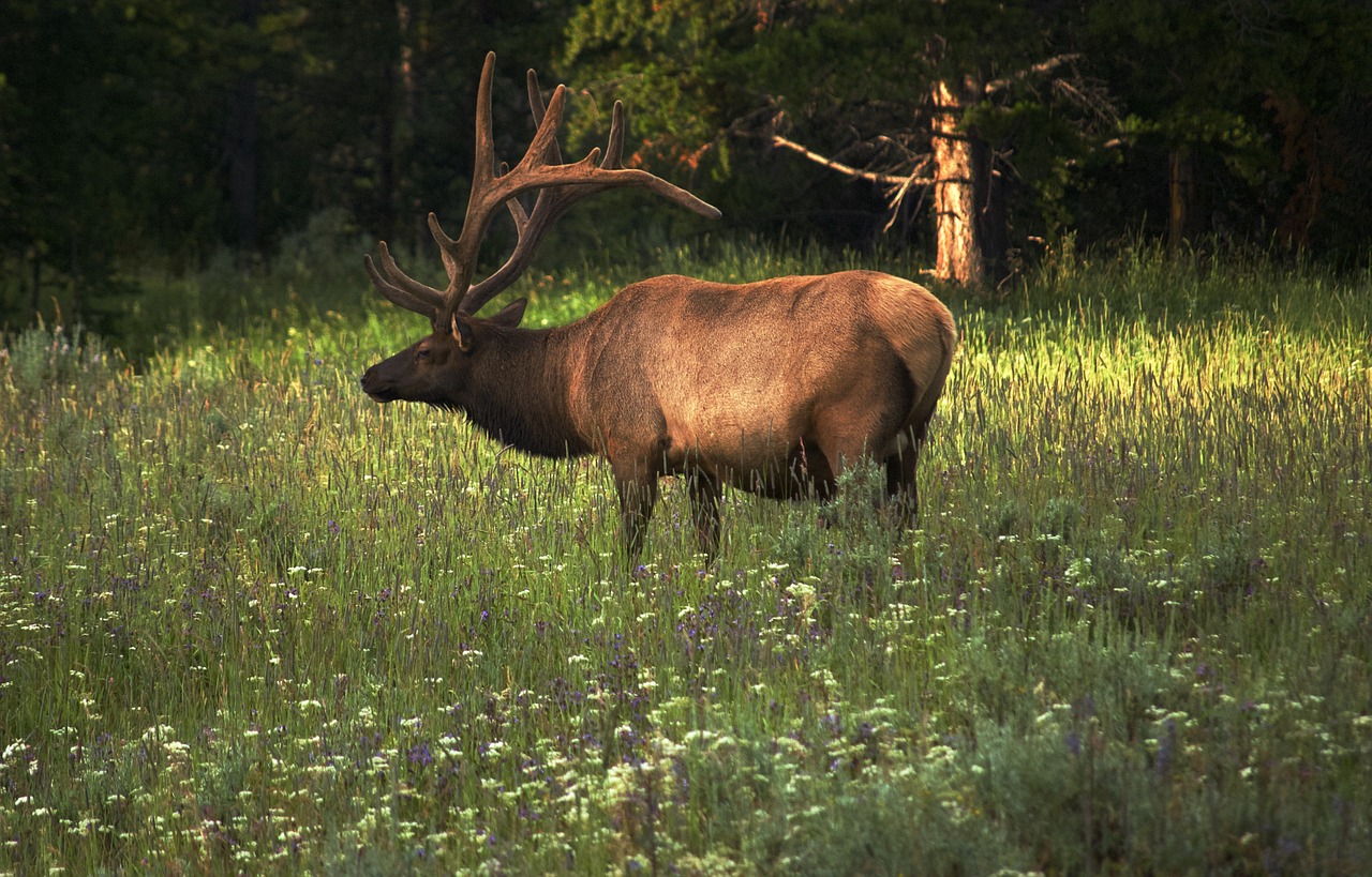 Elnelis, Laukinė Gamta, Gyvūnas, Geltonas Akmuo, Patinas, Pieva, Ragai, Antlers, Ežeras, Dykuma