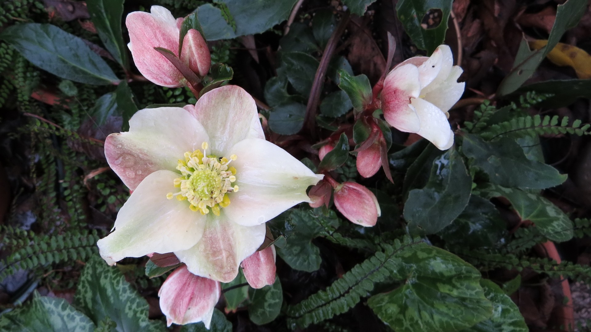 Hellebore,  Hellebore, Nemokamos Nuotraukos,  Nemokama Licenzija