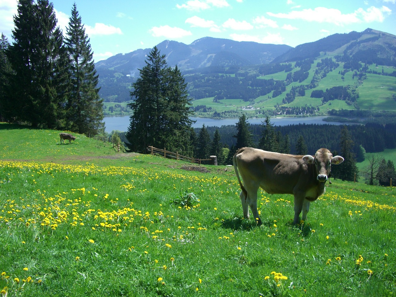 Ellegghoehe, Gruentensee, Alpių Akys, Edelsberg, Karvė, Muh, Pieva, Allgäu, Kalnai, Atsipalaidavimas