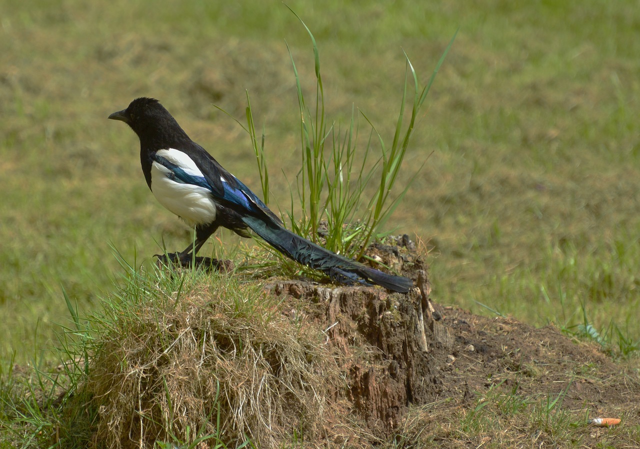 Elster,  Paukštis,  Pobūdį,  Corvidae, Nemokamos Nuotraukos,  Nemokama Licenzija