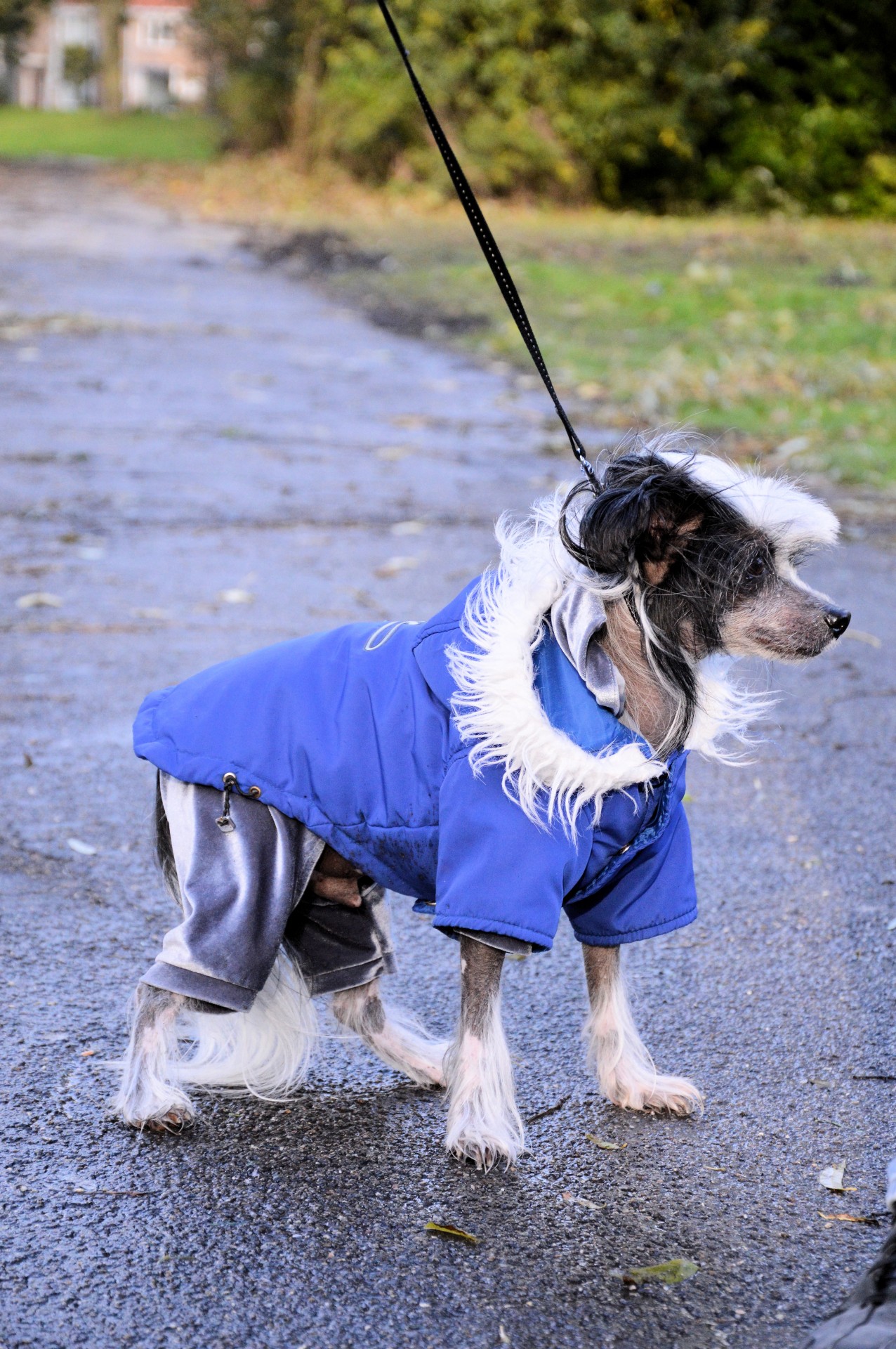 Šuo,  Naminis Gyvūnėlis,  Žaisti,  Parkas,  Elvis, Nemokamos Nuotraukos,  Nemokama Licenzija