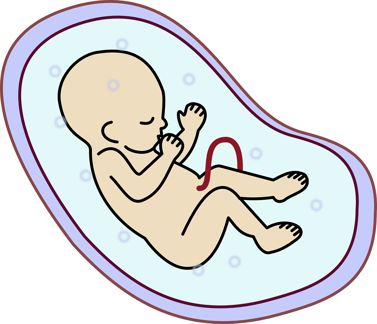 Embrionas, Žmogus, Kūdikis, Nėštumas, Nemokama Vektorinė Grafika, Nemokamos Nuotraukos,  Nemokama Licenzija