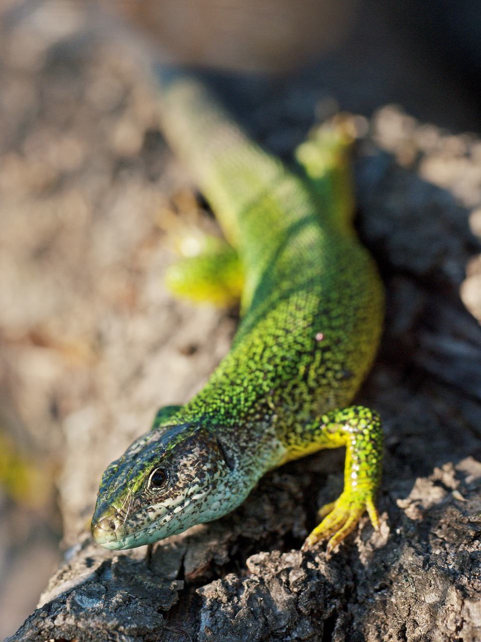 Smaragdas Driežas, Ropliai, Lacerta Viridis, Gamta, Gyvūnas, Driežas, Šeima, Nemokamai, Makro, Iguana