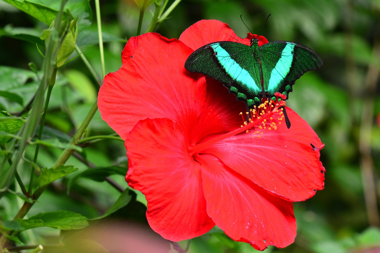 Smaragdo Pyragas, Drugelis, Vabzdys, Klaida, Lepidoptera, Žalias Juostos, Papilio, Palinurus, Žalias, Swallowtail