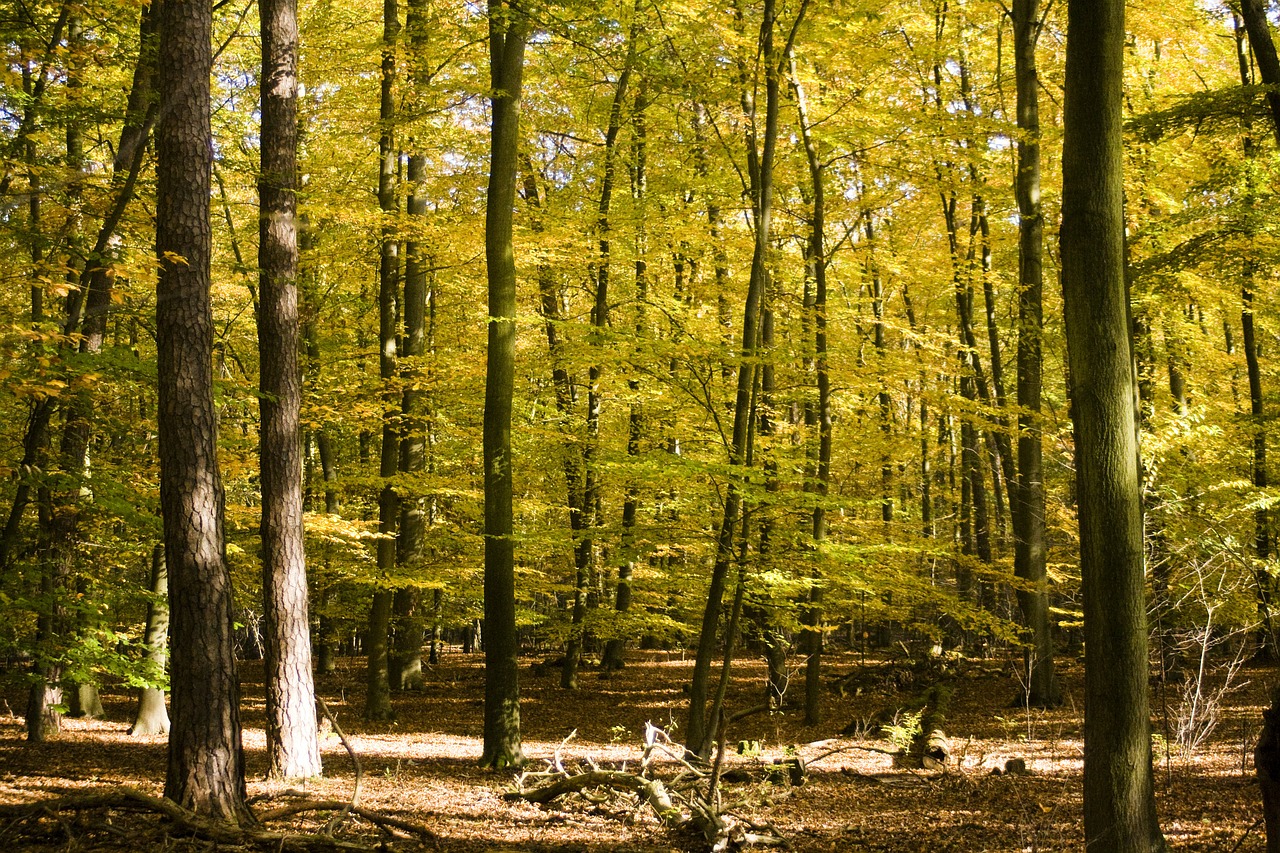 Atsiras, Lapai, Klevas, Knyga, Spalio Mėn, Ruduo, Auksinis, Miškas, Aukso Ruduo, Medžiai