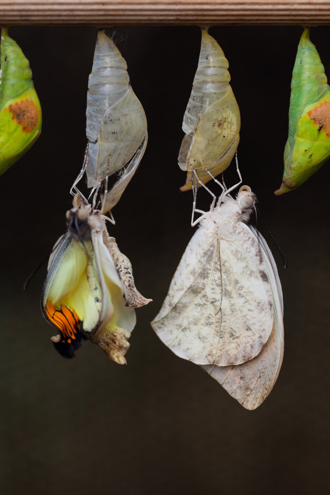 Chrysalis,  Drugelis,  Vabzdys,  Makro,  Gamta,  Gyvūnas,  Metamorfozė,  Gyvenimas,  Gimdymas,  Kokonas