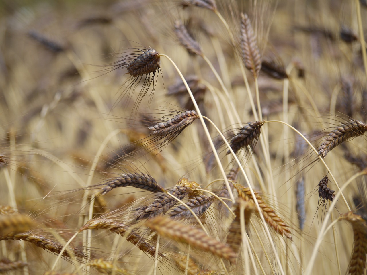 Emmer, Juoda, Raudona, Senas, Veislė, Laukas, Du Grūdai, Triticum Dicoccon, Grūdai, Mityba