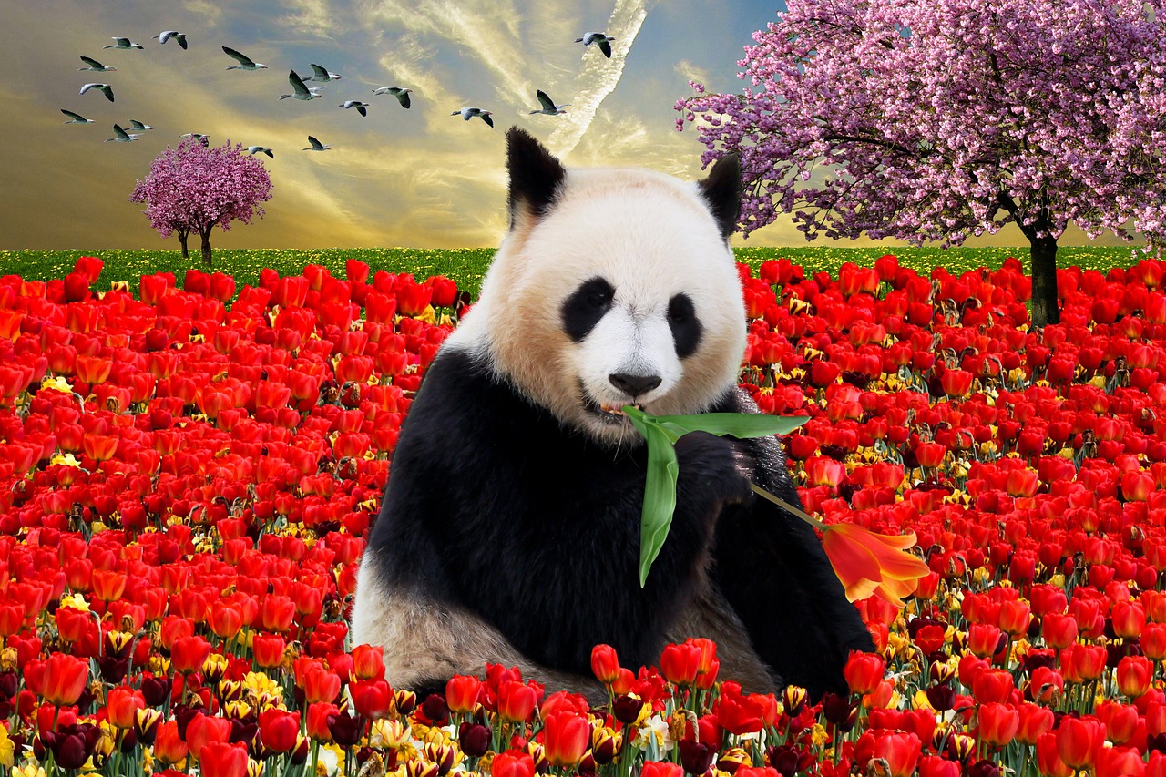 Emocija, Gamta, Gyvūnas, Pavasaris, Pavasario Pabudimas, Panda, Pandos Lydinys, Milžiniška Panda, Savitarnos Pusryčiai, Tulpės