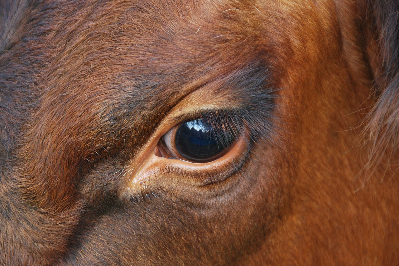 Emocija, Gamta, Gyvūnas, Karvė, Ruda, Ganykla, Žemdirbystė, Veidrodis, Nemokamos Nuotraukos,  Nemokama Licenzija