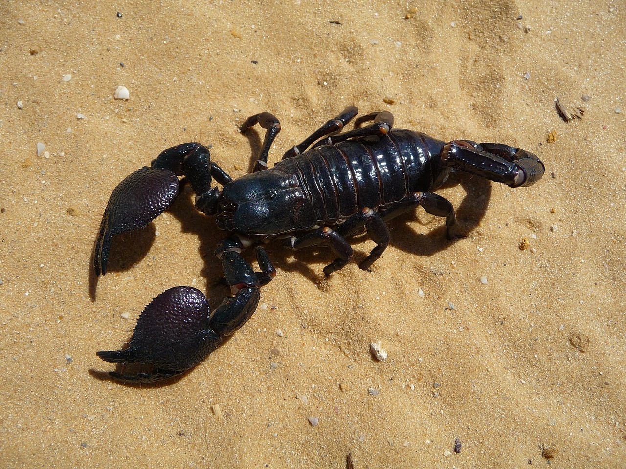 Imperatorius, Skorpionas, Dykuma, Smėlis, Gamta, Lauke, Vabzdys, Pavojingas, Pavojus, Didelis