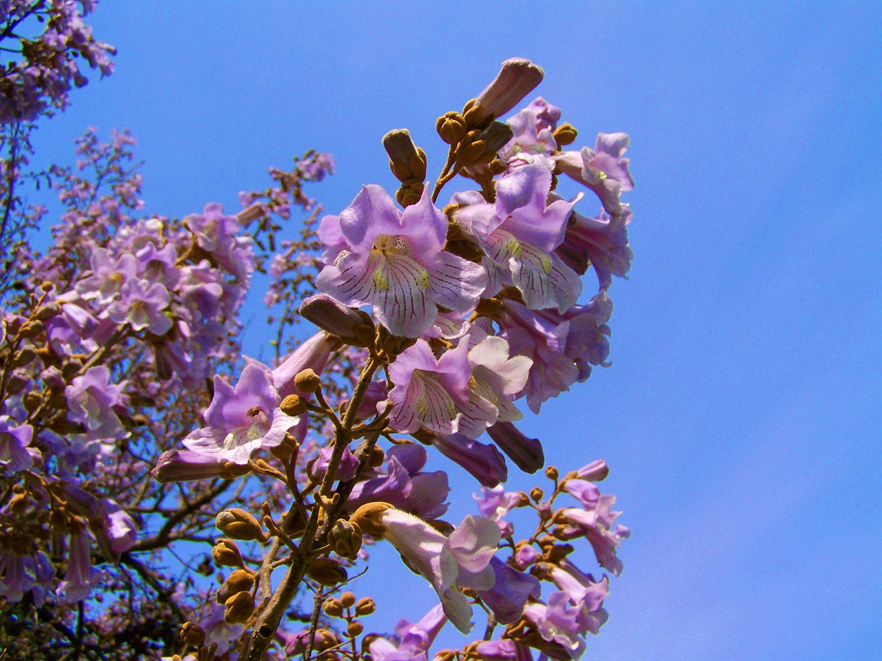 Imperatoriaus Žydintis Medis, Violetinės Gėlės Paulownia Tomentosa, Pavasaris, Nemokamos Nuotraukos,  Nemokama Licenzija