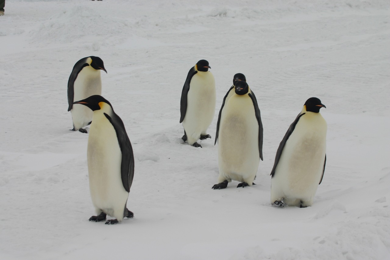 Imperatoriaus Pingvinas, Antarctica, Pingvinas, Nemokamos Nuotraukos,  Nemokama Licenzija