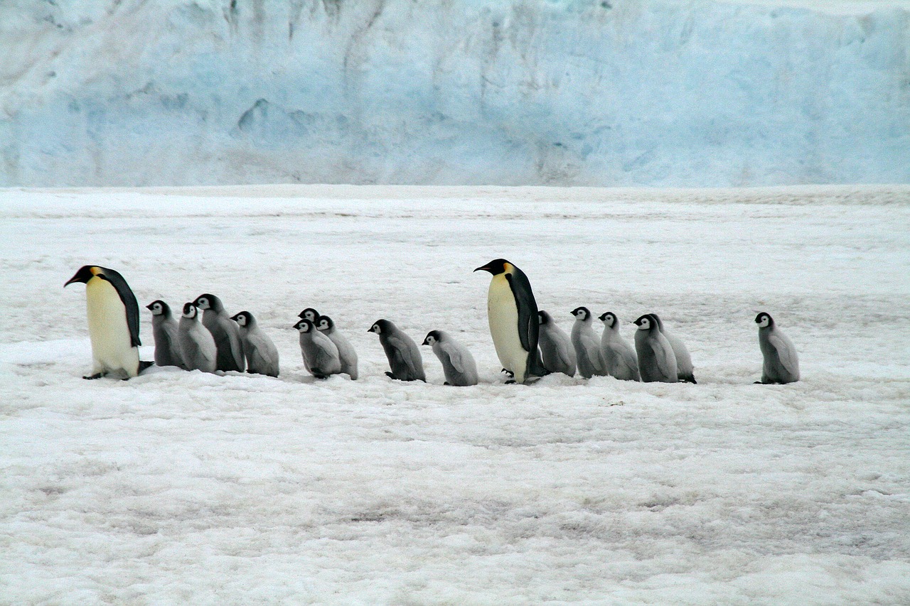 Imperatoriaus Pingvinas, Antarctica, Laukinė Gamta, Pingvinas, Nemokamos Nuotraukos,  Nemokama Licenzija