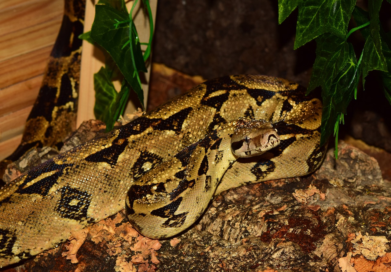 Imperatoriaus Gyvatė, Boa, Gyvatė, Boo Imperatorius, Pasislėpęs, Uždaryti, Galva, Pele Medžiotojas, Gyvūnas, Ropliai